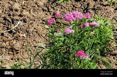 Pink Blooming Yarrow Flowers In The Forest Achillea Millefolium Cerise