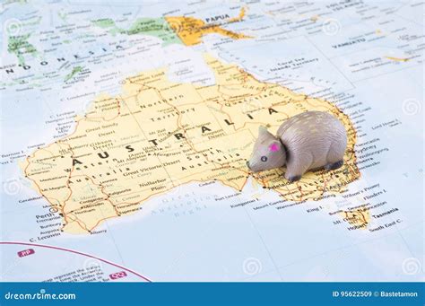 Toy Wombat On Map Of Australia Stock Image Image Of Marsupial