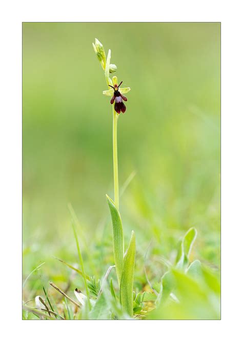 Fly Ophrys Insectifera Fly Orchid Derbyshire Flickr