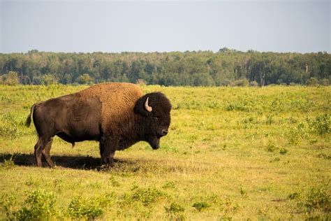 Wood Buffalo National Park