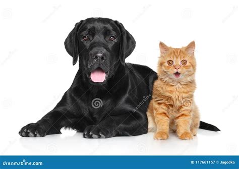 Happy Cat And Dog On A White Background Stock Image Image Of