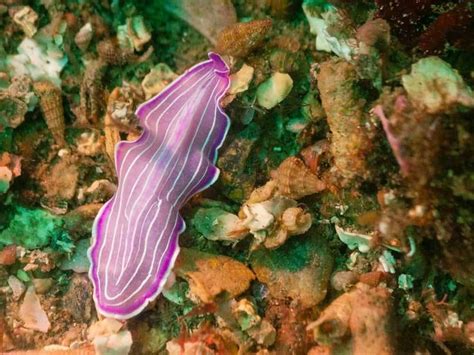 15 Different Types of Worms | Flatworm, Types of worms, Sea slug