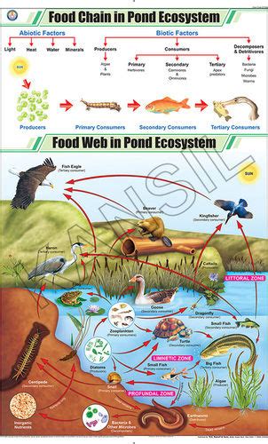 Food Chain In Pond Ecosystem Chart Dimensions: 58 X 90 Centimeter (cm) at Best Price in New ...