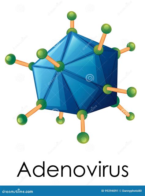 Diagram Showing Structure Of Adenovirus Stock Vector Illustration Of