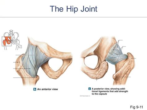 Hip Joint Ligaments Diagram Quizlet