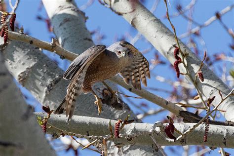 Coopers Hawk Takes Off With Its Prey Photograph By Tony Hake Fine Art