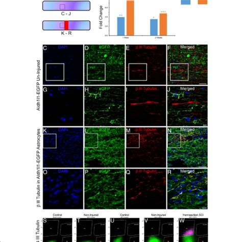 Transdifferentiation Of Local Mature Astrocytes Into Neuronal