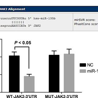 Jak Was A Target Gene Of Mir B A The Binding Site Of Mir B