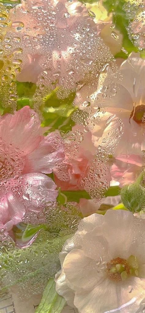 Pink And White Flowers With Water Droplets On Them