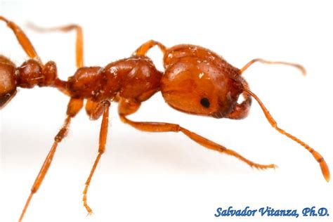 Hymenoptera Formicidae Solenopsis Xyloni Southern Fire Ant O Urban Programs El Paso County