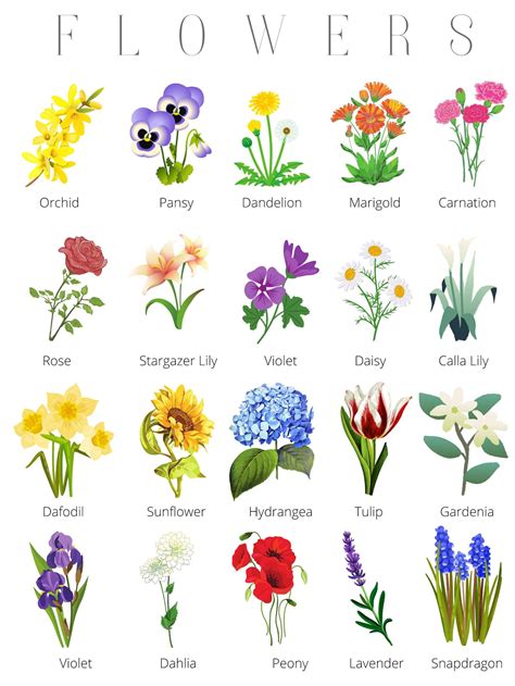 Flowers Name In English Toppers Bulletin 4c6 Flower Identification Flower Identification