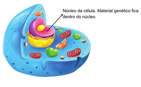 Diferen A Entre As C Lulas Procariontes E C Lulas Eucariontes Tudo