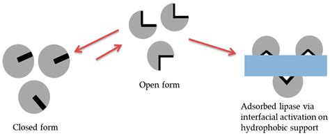 Catalysts Free Full Text The Immobilization Of Lipases On Porous