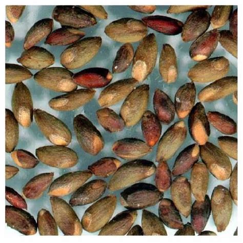 Thuja Compacta Seeds At ₹ 911606piece Balliwala Dehradun Id