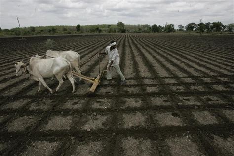 Three farmers in Vidarbha region commit suicide | Mumbai news ...