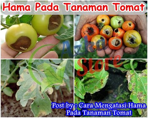 Cara Mengatasi Hama Pada Tanaman Tomat Phefoc Hcs Pestisida