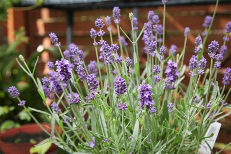 Lavanda Como Cultivar Principais Tipos E Benef Cios