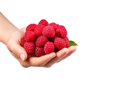 Premium Ai Image Hand Holding Raspberries Isolated On White