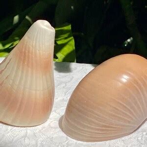 Otagiri Seashell Vintage Salt And Pepper Shaker Set Etsy