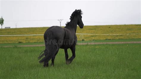 Friesian Stallion Running in Winter Field. Black Friesian Horse Runs ...