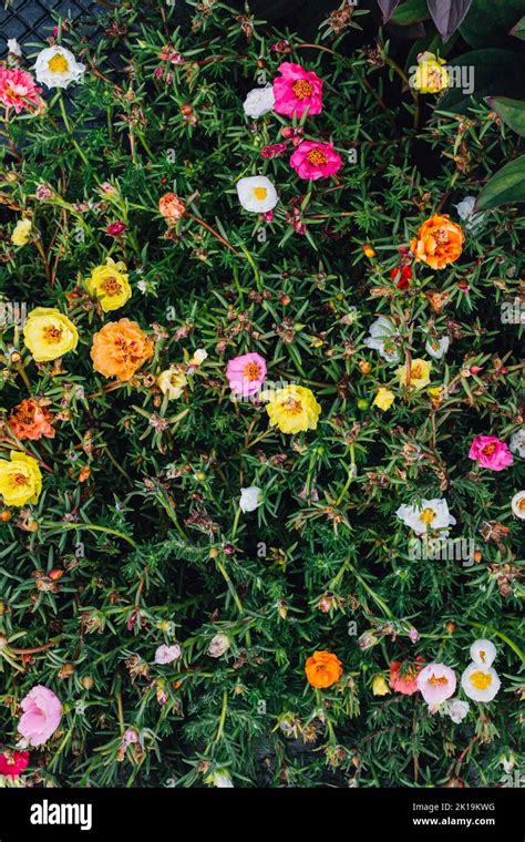 Colorful Moss Rose Portulaca Grandiflora Flowers In Yellow Orange