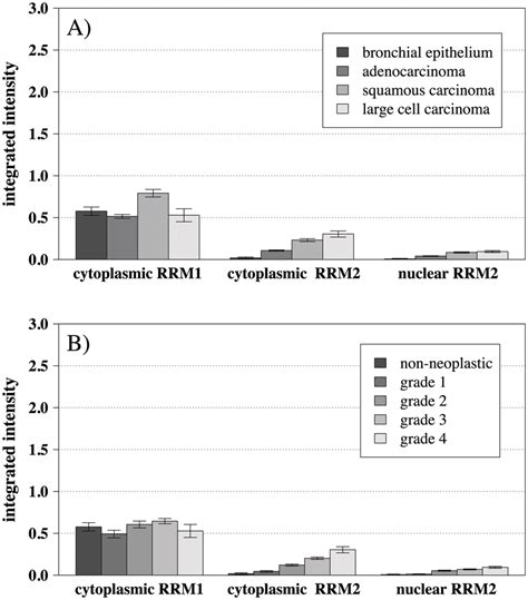 Barplots For Relative Rrm1 And Rrm2 Protein Expression Levels In