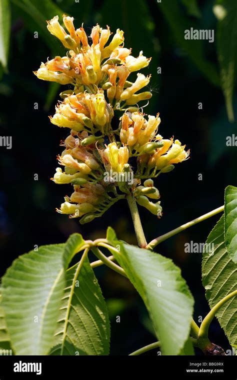 Yellow Buckeye Sweet Buckeye Aesculus Flava Aesculus Octandra