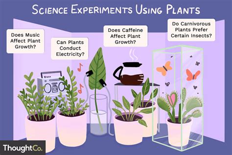 Science Project Growing Plants