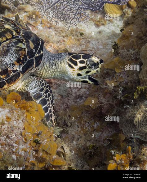 Hawksbill Sea Turtle Eretmochelys Imbricata Eating Algae On A Coral