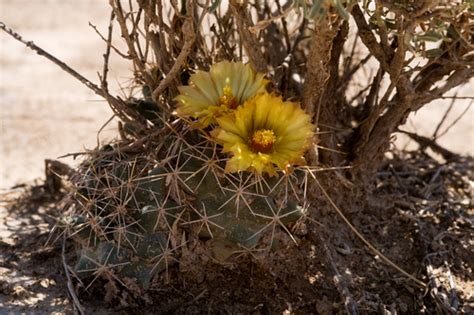 Biznaga Partida Mula Coryphantha Robustispina Subsp Scheeri