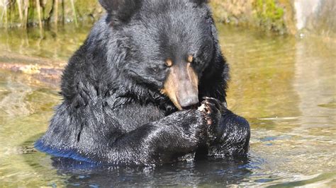 Scopri l orso più grande mai catturato nello Utah