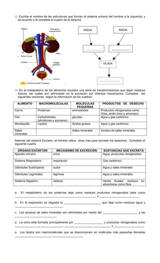 Taller respiración excreción PDF