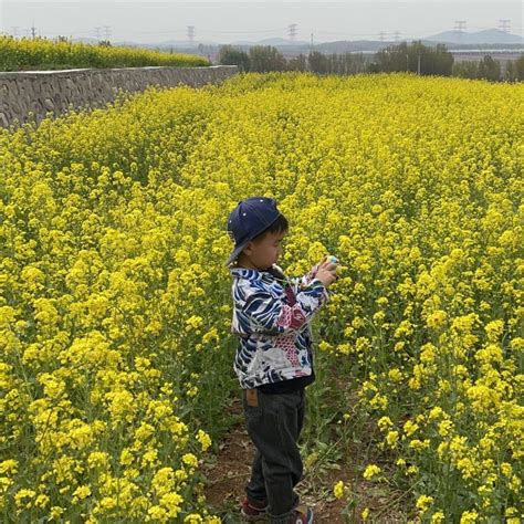 China Strikes Oil With New High Yield Rapeseed Making Strides In Food