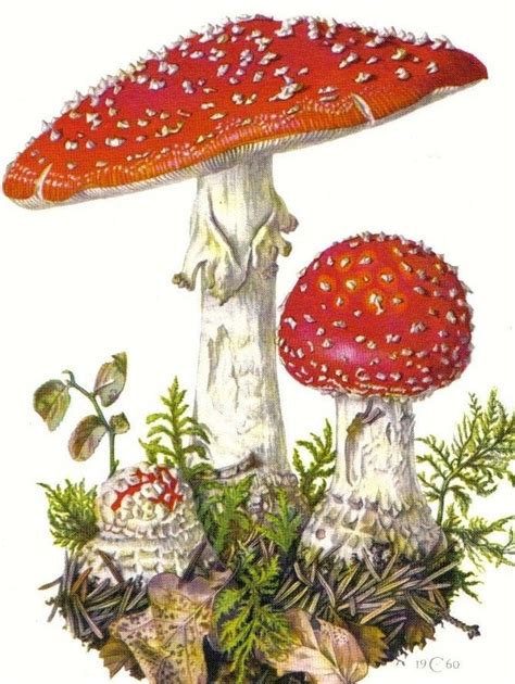 1960 Fly Agaric Fly Amanita Amanita Muscaria By Cabinetoftreasures