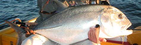 Target Trevally Giant When You Fly Fish In Australia