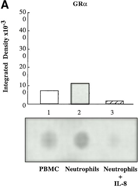 Rna Dot Blot Analysis For Gr Mrna In Pbmcs And Neutrophils A Rna Dot