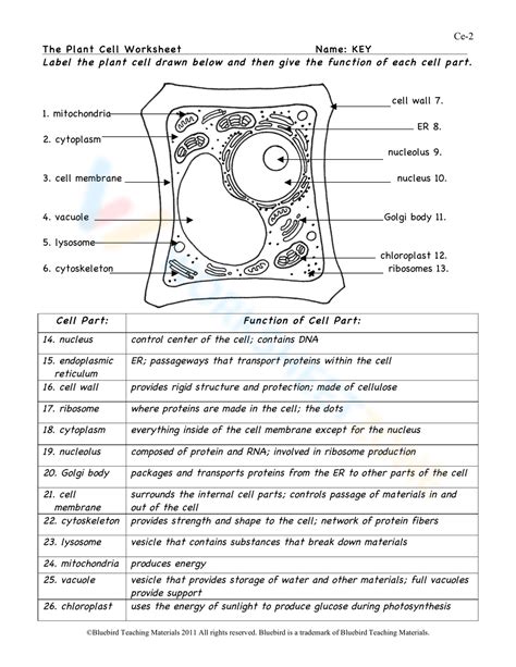 Free Collection Of Plant Cells Worksheets For Teaching