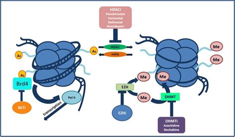 Targeting Epigenome Mechanism Of Action Of Hdaci Dnmti Ezhi And