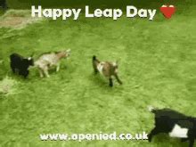 Leap Day William Leap Dave Williams GIF - Leap Day William Leap Dave ...