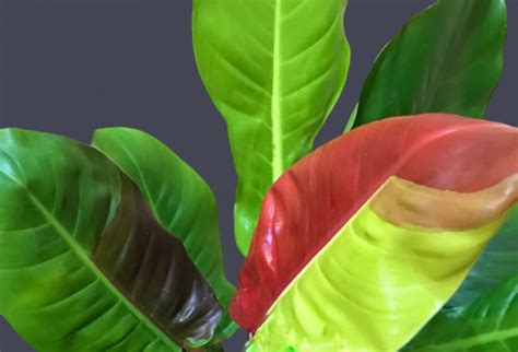 Philodendron Imperial Yellow Flame Variegated Aka Red Moon Violetviol