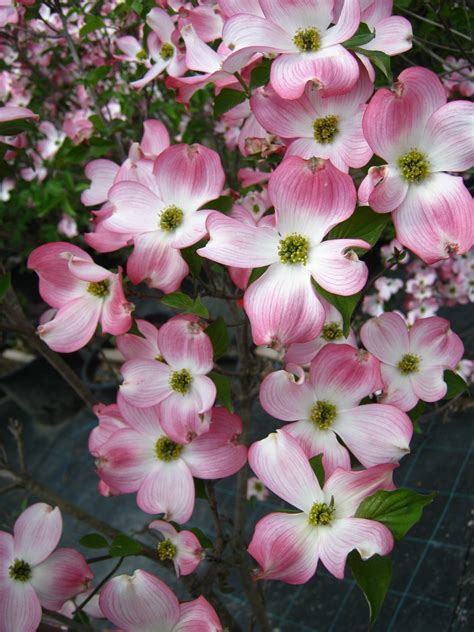 Cornus Florida Rubra Gorini Piante