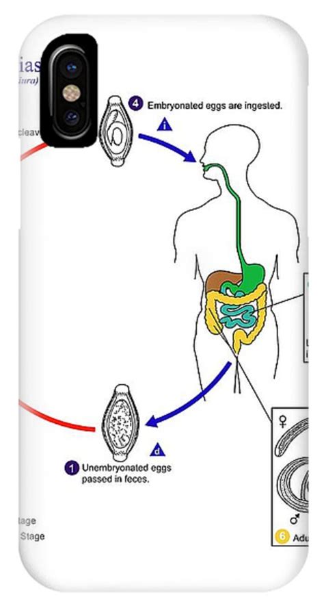 Whipworm Life Cycle