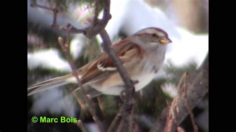 Bruant Hudsonien 2 American Tree Sparrow YouTube