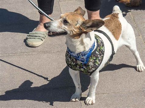 En Cdmx Hay Multas Por No Cuidar Bien A Tu Perro