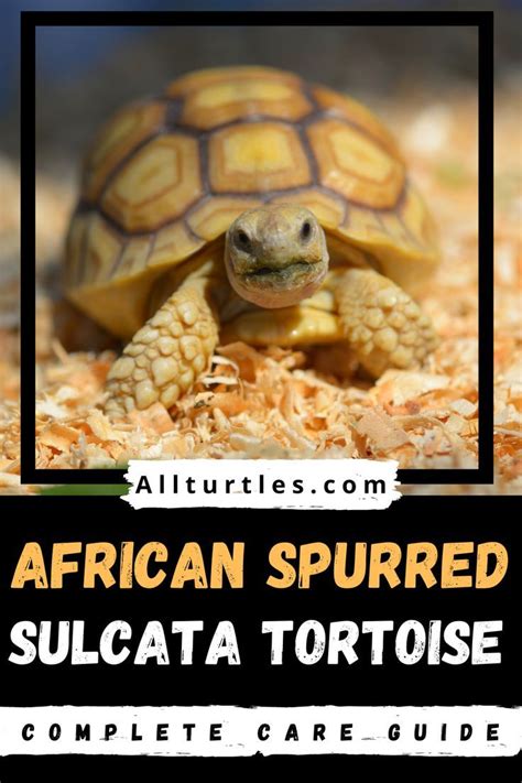 Sulcata Tortoise African Spurred Care Guide Artofit