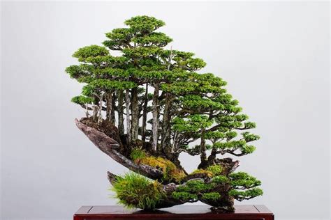 Bonsai Master Masahiko Kimura Creates Gravity Defying Mini Forests