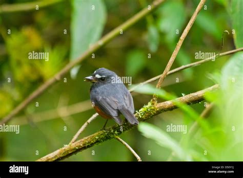 Birds Of Colombia Stock Photo Alamy