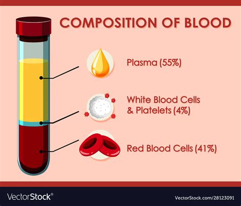 Diagram Showing Composition Blood Royalty Free Vector Image