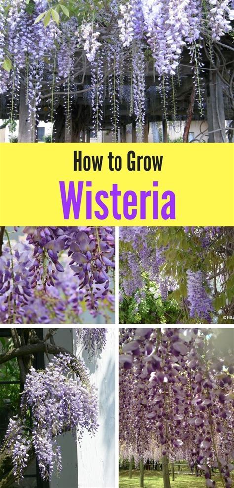 Wisteria How To Grow This Deliciously Fragrant And Gorgeous Flowering Vine Wisteria How To