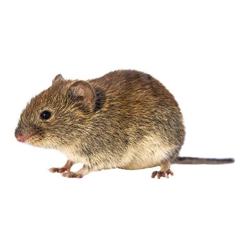 Voles | Pest Info | Interstate Pest Management